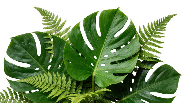 Lush green monstera leaves and delicate fern fronds, isolated on transparent background
