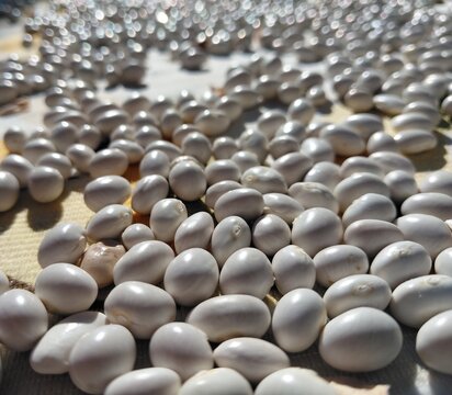 Close-Up View of Raw White Navy Beans Drying in Bright Sunlight.