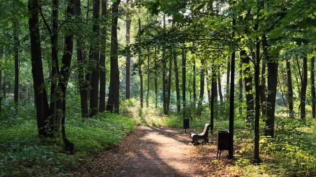 A path runs through a forest filled with tall trees and plants. Sunlight streams through the leaves. It is daytime.
