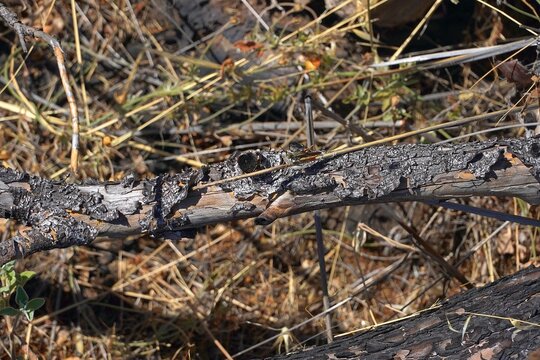 A green grasshopper over a burned log in a forest in Attica, Greece