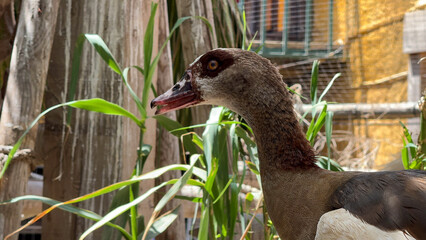 Side view of an Egyptian goose standing among green leaves with its beak open, showing dark eye patches and brown plumage. © Vladislav