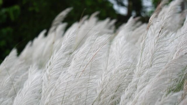 White Kans Grass Wild Kash Phool Flowers Swaying in Gentle Wind Close Up Shot. Feathery White Saccharum Spontaneum Flowers Blooming in Autumn Season.