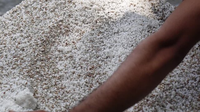 Indian Farmer Hand Mixing Granular Chemical Fertilizer Pellets for Field Crop Application Close Up. Mixing White Chemical Fertilizer Granules for Farmland Soil Improvement.