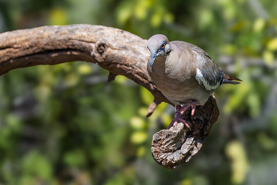 White Winged Dove