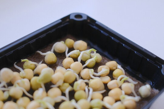 Young pea shoots emerge from round yellow seeds in a black container during the early growth stage of indoor gardening for fresh organic food production