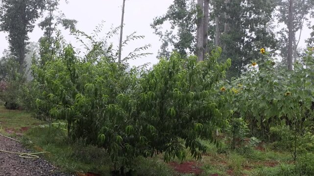 Rainwater collects on leaves and soil in garden filled with various plants trees during thunderstorm on stormy day,