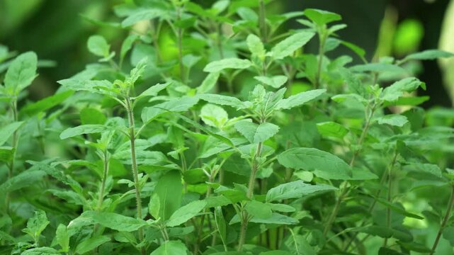 Fresh Green Tulsi Sacred Basil Plant Growing in Herb Garden Close Up View. Vibrant Green Tulsi Holy Basil Bush Close Up for Herbal Wellness. Medicinal Plant Close Up. 