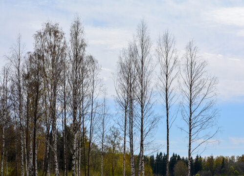 Slender birch trees with white bark standing in a European landscape in early spring