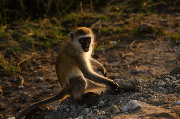 Vervet monkey sitting on ground during warm golden sunset light in safari park © Janica