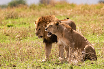 Male and Female Lions Standing Together in Open Savanna Grassland © Janica