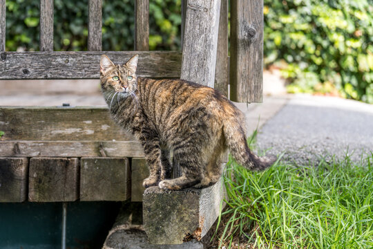 graue Tigerkatze