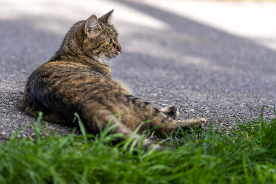 graue Tigerkatze