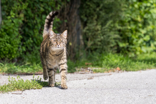 graue Tigerkatze