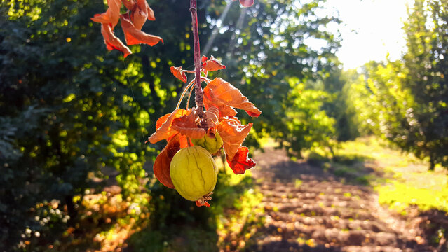 Dried withered apple fruit and dead leaves hanging on a branch in an orchard