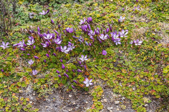 A cluster of vibrant purple Gentianella cerastioides blooming amidst low moss and cushion plants in the harsh, windswept paramo ecosystem of the Ecuadorian Andes mountain range