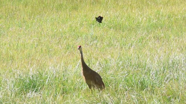Sandhill crane (Antigone canadensis) harassed by red-winged blackbirds (Agelaius phoeniceus) at Kyburz Flat, Plumas County, California &mdash; slow motion mobbing behavior sequence.