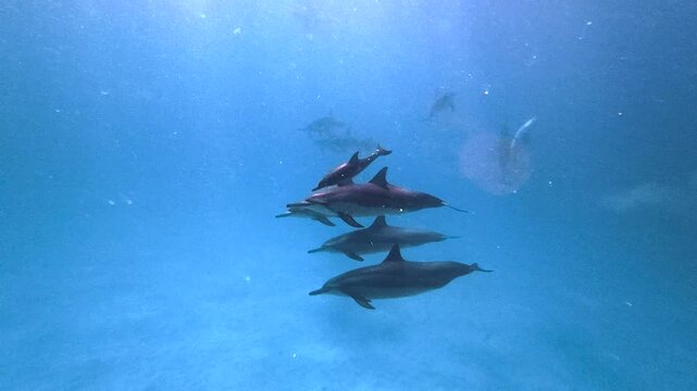 A baby spinner dolphin, or calf, sticks close to mom among a large pod in the clear waters of Hawaii in a fluid horizontal video