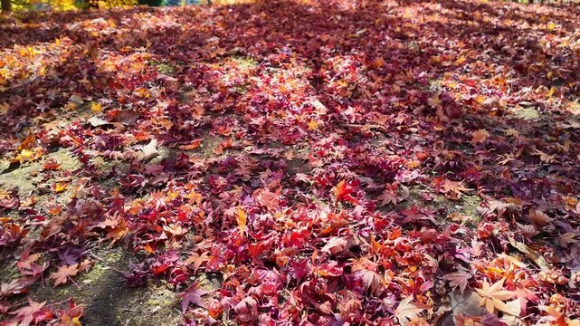 遊水峡の紅葉　阿蘇
