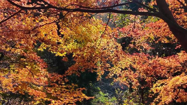 遊水峡の紅葉　阿蘇