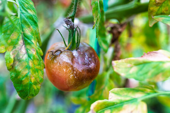 Tomato affected by plant disease hanging on vine