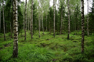 Obraz premium birch forest in spring