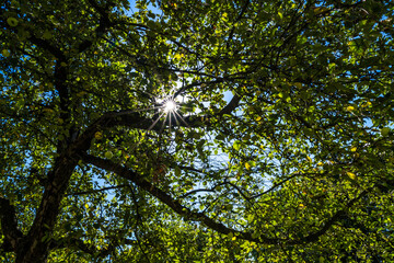 Obraz premium Sonne scheint durch Äste eines Apfelbaumes