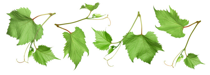 Obraz premium Green grape leaves isolated on white, set