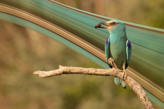  European roller