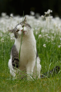 Kater fri&szlig;t Grashalm