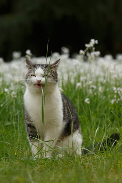 Kater fri&szlig;t Grashalm