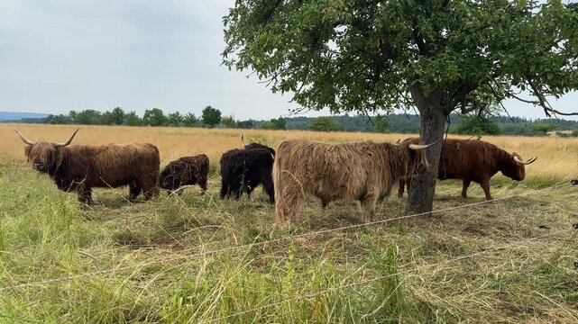 Longhorn Rinder auf der Weide im Sommer