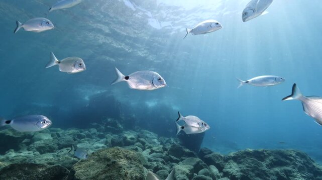 underwater fish scenery from mediterranean  sea breams ocean scenery underwater landscape seabreams  Diplodus sargus