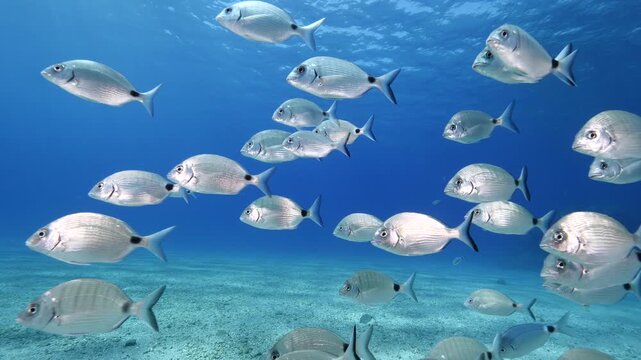 underwater fish scenery from mediterranean  sea breams ocean scenery underwater landscape seabreams  Diplodus sargus