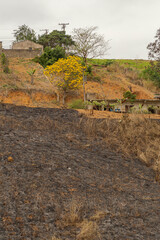 Área de terreno urbano com árvore de ipê amarelo e queimada por incêndio criminoso  © Ronaldo Almeida