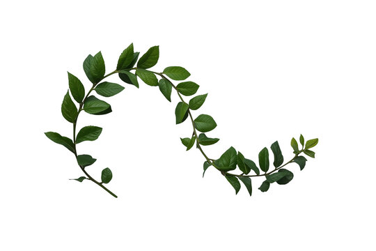 Curved green leafy vine