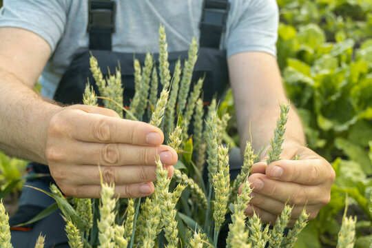 A farmer carefully examines the wheat plants, observing their growth in a vibrant field. The warm sunlight highlights the green leaves, signifying the end of summer
