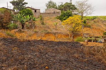Área de terreno urbano com árvore de ipê amarelo e queimada por incêndio criminoso  © Ronaldo Almeida