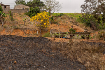 Área de terreno urbano com árvore de ipê amarelo e queimada por incêndio criminoso  © Ronaldo Almeida
