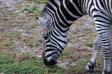 Fototapeta premium A zebra nibbles grass at the zoo
