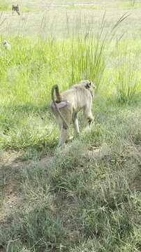 Vertical video of a wild yellow baboon (Papio cynocephalus) sitting on the grassy ground, scratching itself, and walking away during a safari drive in Mikumi National Park, Tanzania.