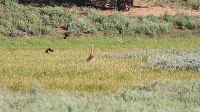 Sandhill crane (Antigone canadensis) chased by a larger mob of red-winged blackbirds (Agelaius phoeniceus) at Kyburz Flat, Sierra County, California &mdash; slow motion mobbing behavior.