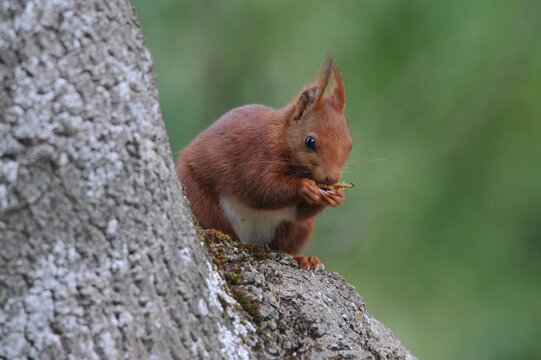 Ardilla  comiendo en bosque Navarro