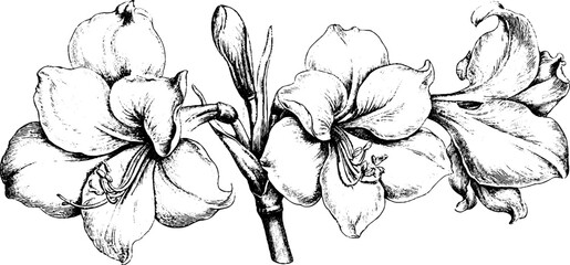 Obraz premium Antique engraved amaryllis branch botanical line art isolated on white background for floral design background and printable decor