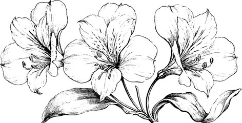 Obraz premium Antique botanical engraving of alstroemeria flowers and leaves isolated on white for vintage botanical poster, background and label design