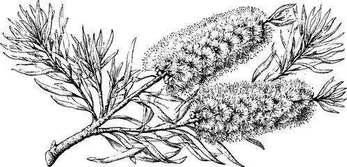 Obraz premium Antique botanical engraving of bottlebrush flower branch isolated on white for vintage botanical background and plant study design
