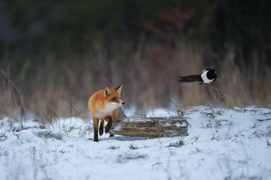 renard roux