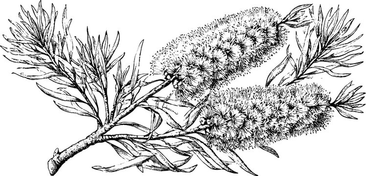 Antique botanical engraving of bottlebrush flower branch isolated on white for vintage botanical background and plant study design