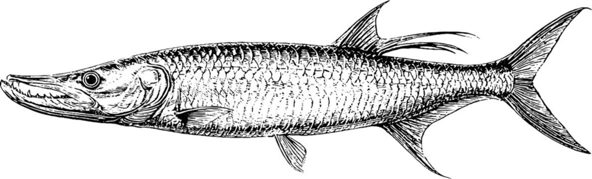 Antique engraving fish illustration isolated on white background detailed garfish etching for marine background and educational print design