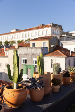row of succulents in terra cotta pots on a rooftop in Portugal