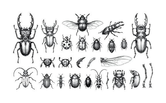 Detailed scientific illustration of various beetle species and insect anatomy